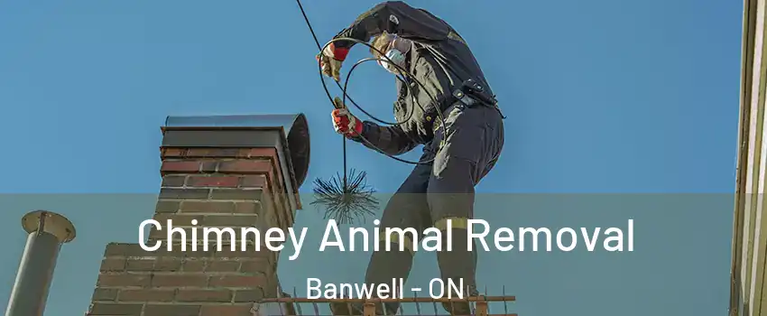  Chimney Animal Removal Banwell - ON