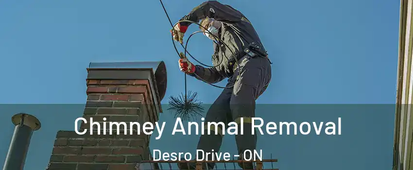  Chimney Animal Removal Desro Drive - ON