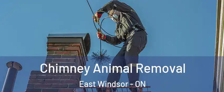  Chimney Animal Removal East Windsor - ON