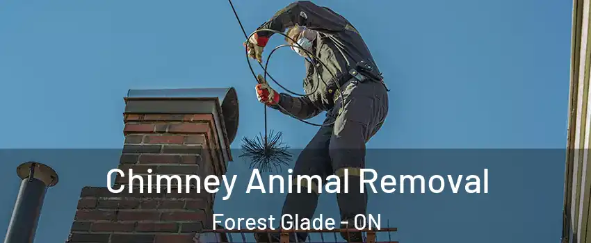  Chimney Animal Removal Forest Glade - ON