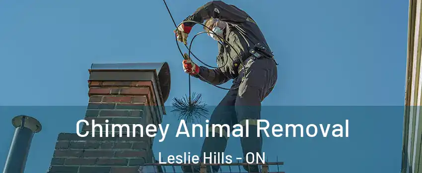  Chimney Animal Removal Leslie Hills - ON