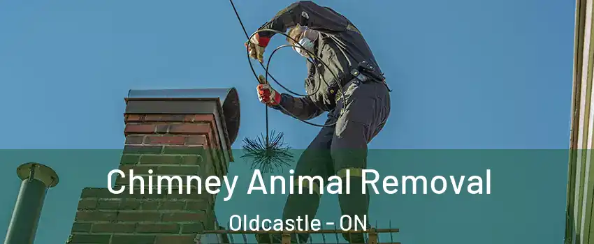  Chimney Animal Removal Oldcastle - ON