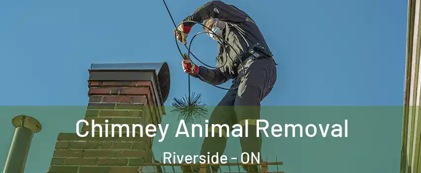  Chimney Animal Removal Riverside - ON