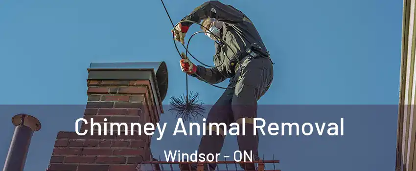 Chimney Animal Removal Windsor - ON
